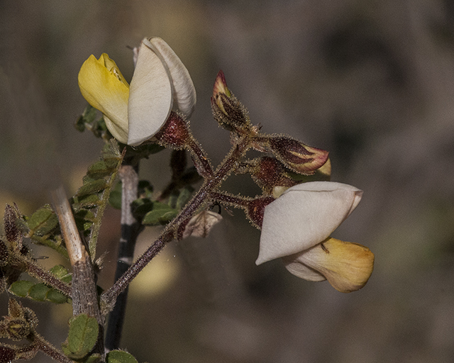 Rosary Babybonnet Flower