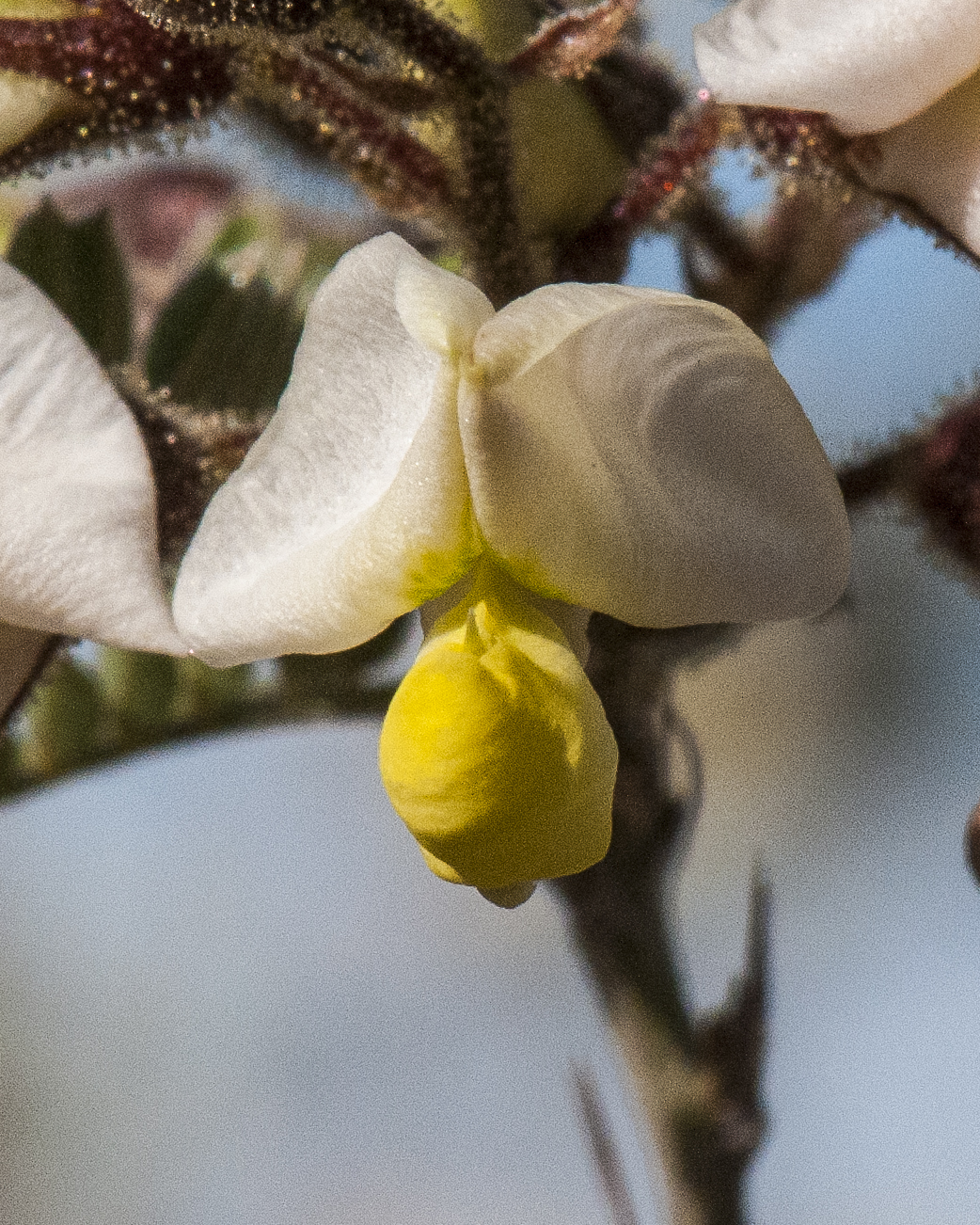 Rosary Babybonnet Flower