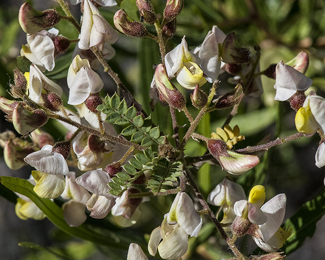 Rosary Babybonnet Plant