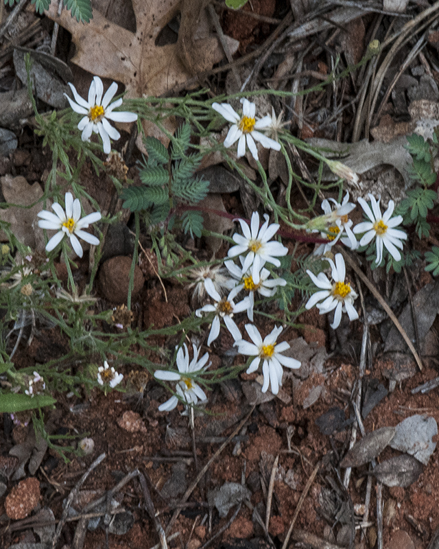 Rose Heath Plant