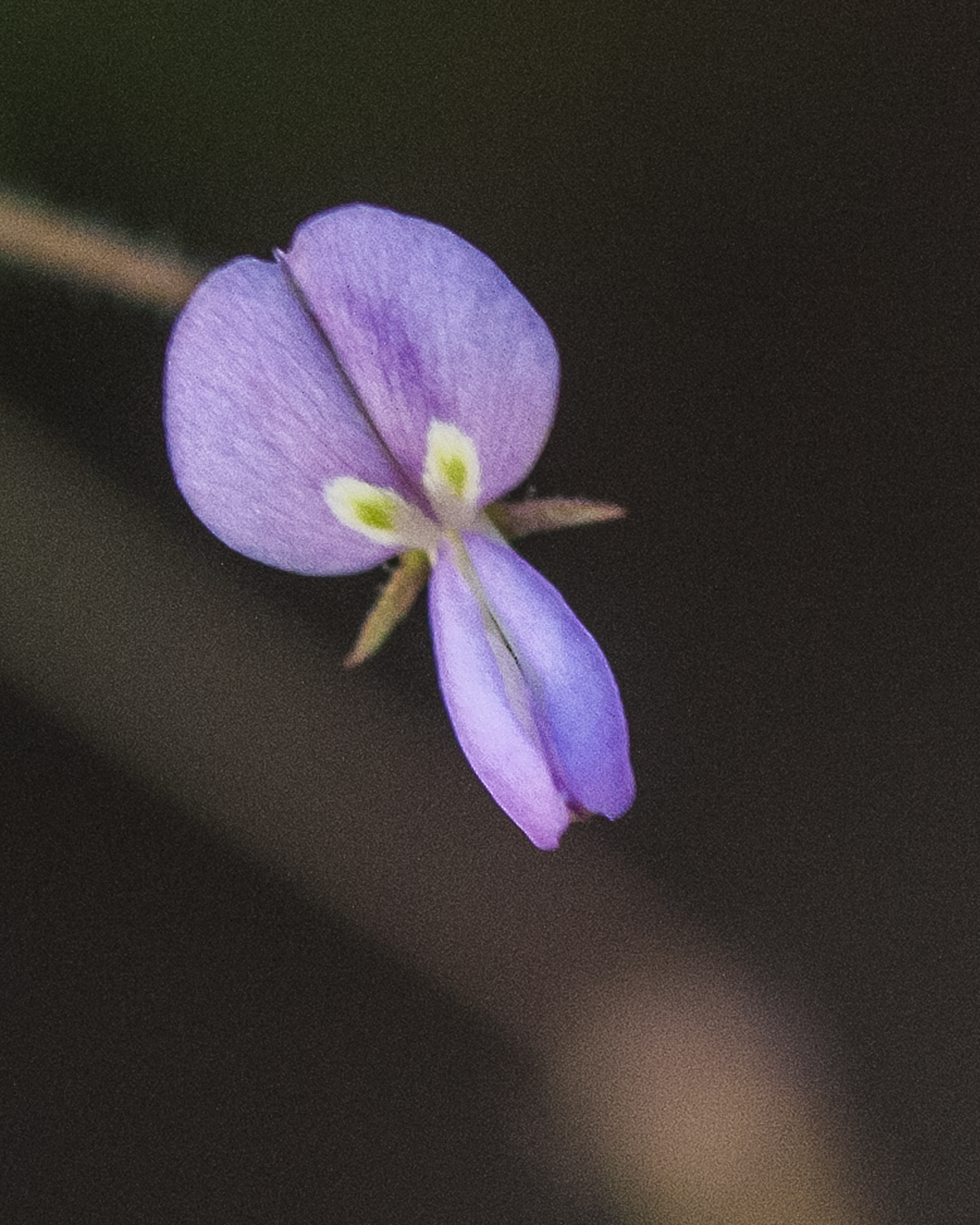 Rose Tickclover Flower
