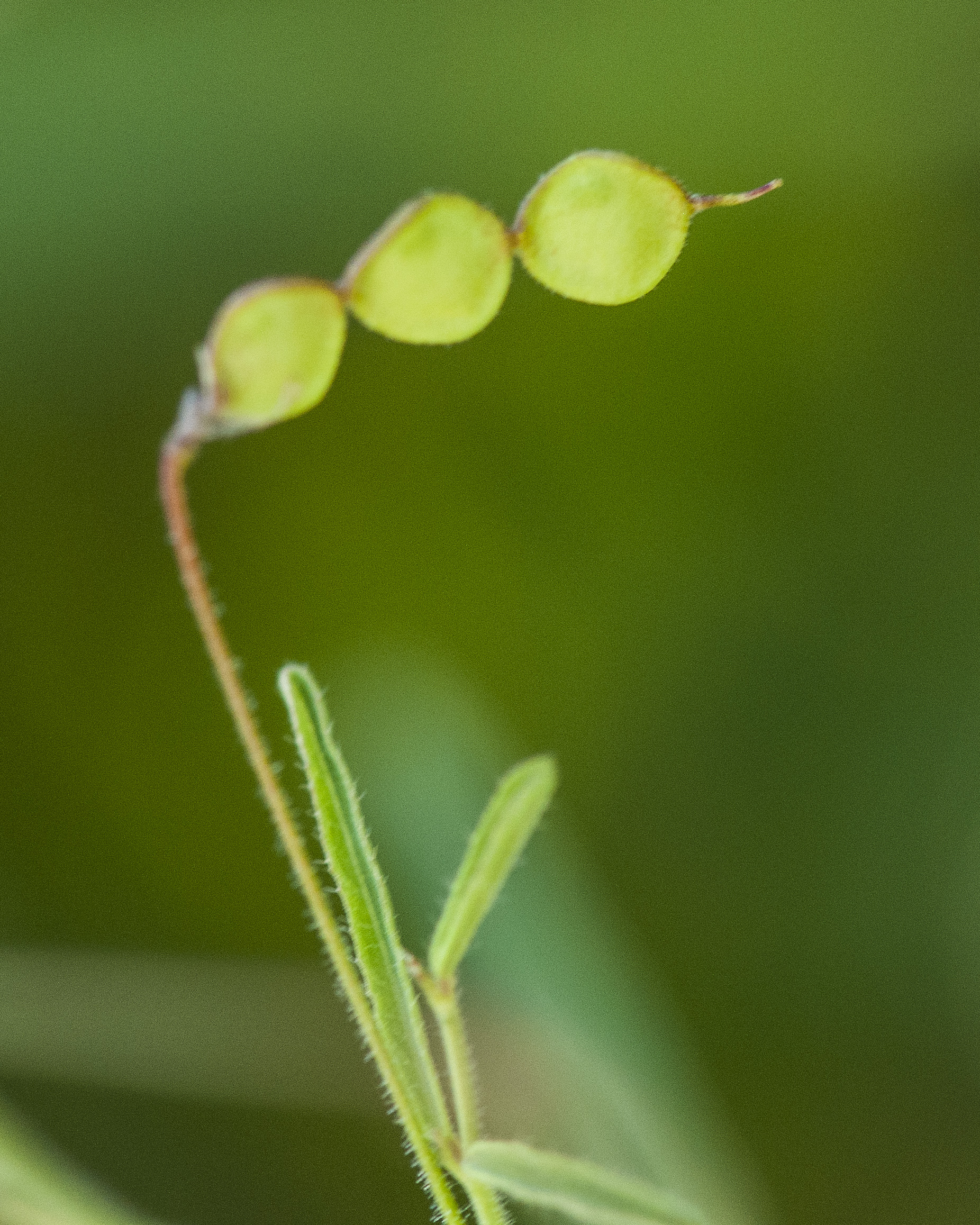 Rose Tickclover Fruit