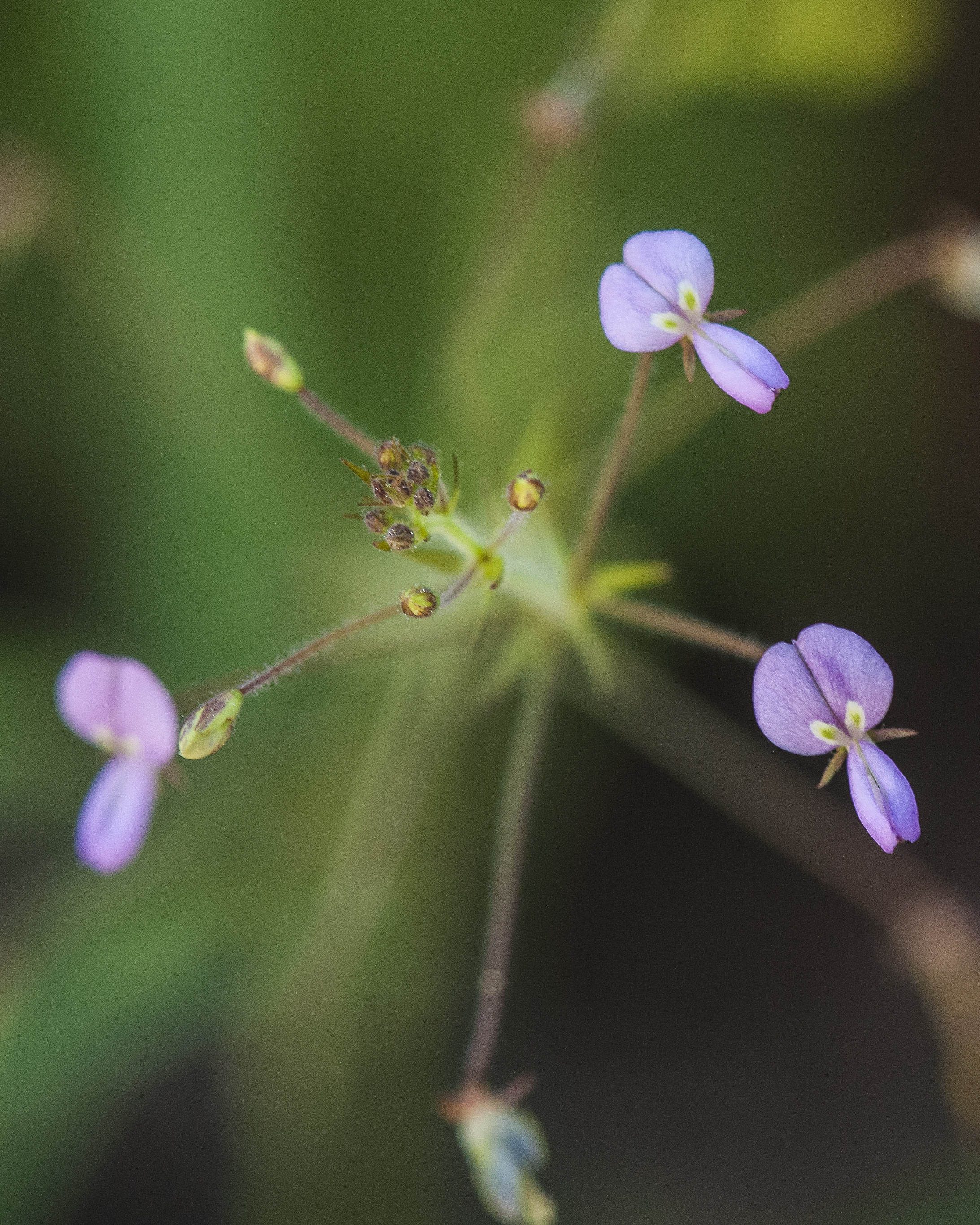 Rose Tickclover Flower