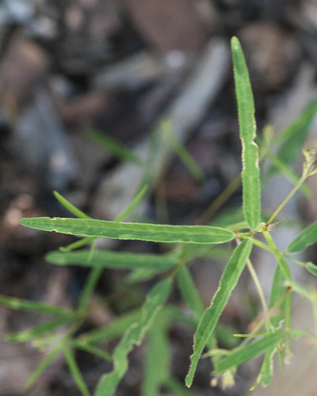 Rose Tickclover Leaves