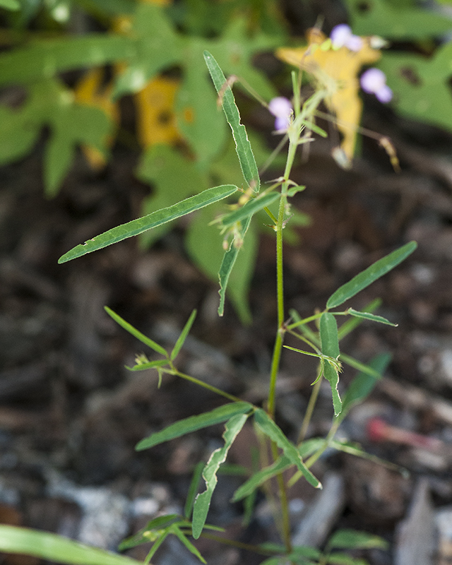 Rose Tickclover Stem