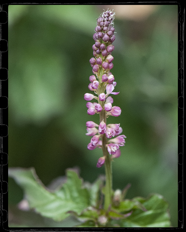 Rougeplant Flower