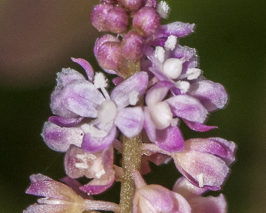 Rougeplant Flower