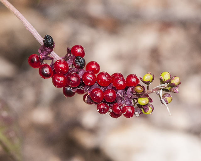 Rougeplant Fruit