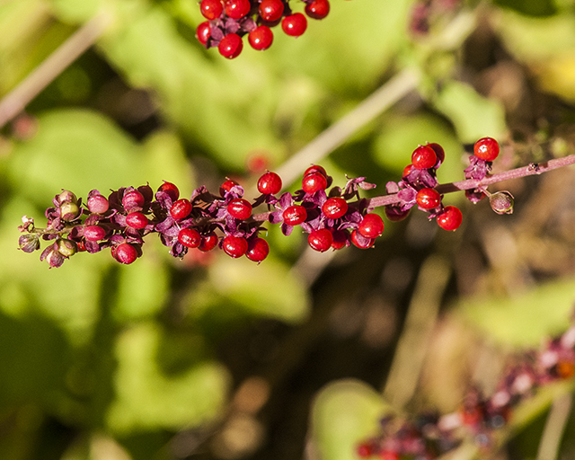 Rougeplant Fruit