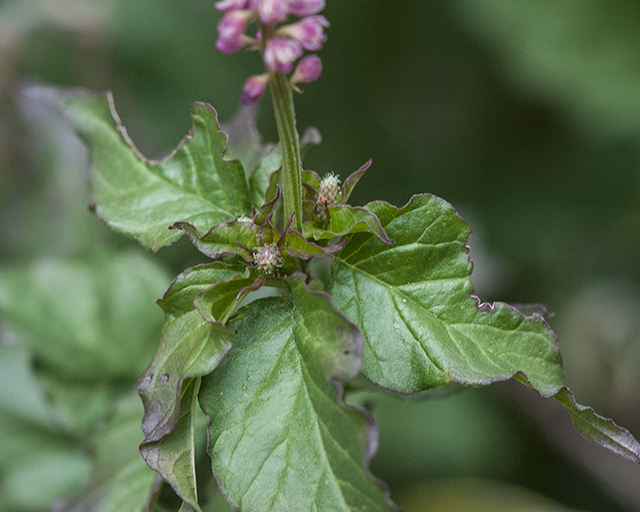 Rougeplant Leaves