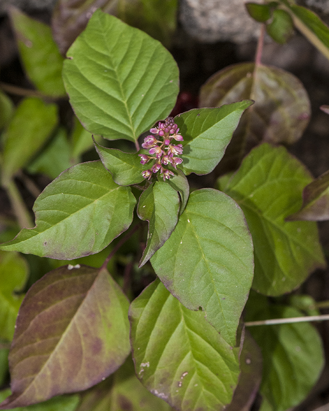 Rougeplant Leaves