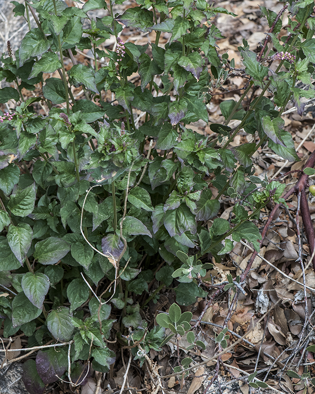 Rougeplant Plant