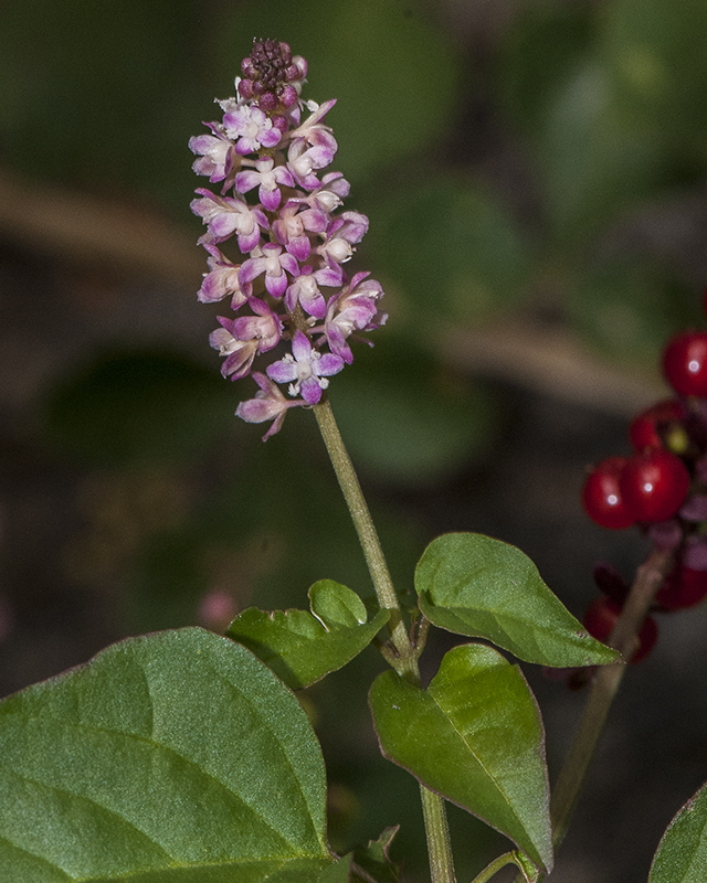 Rougeplant Stem