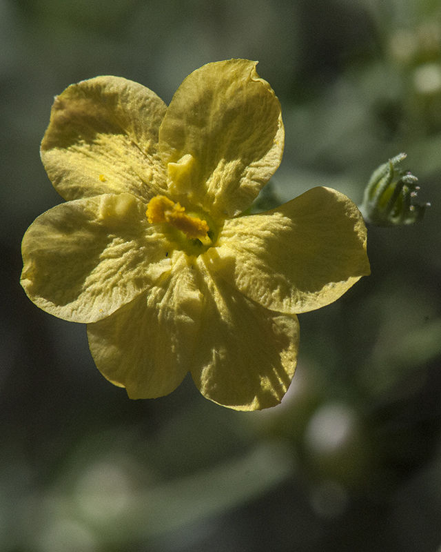 Rough Menodora Flower