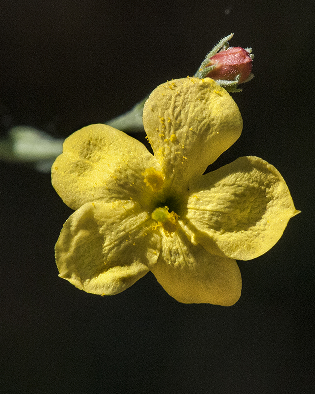 Rough Menodora Flower