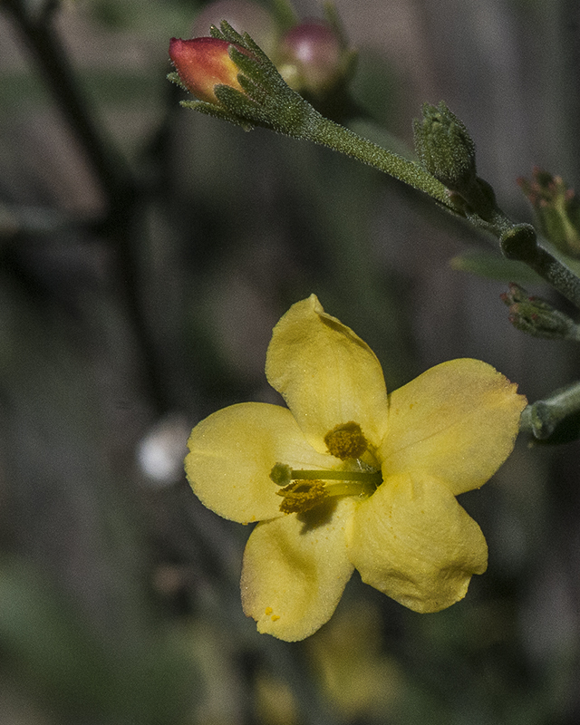 Rough Menodora Plant