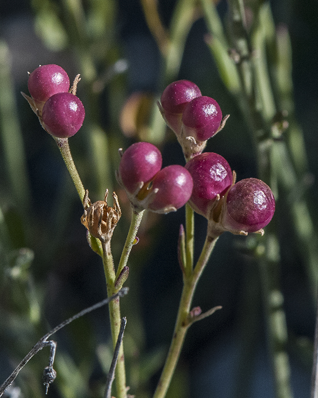 Rough Menodora Fruit