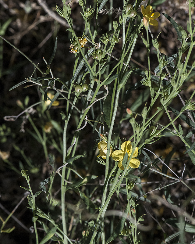 Rough Menodora Plant