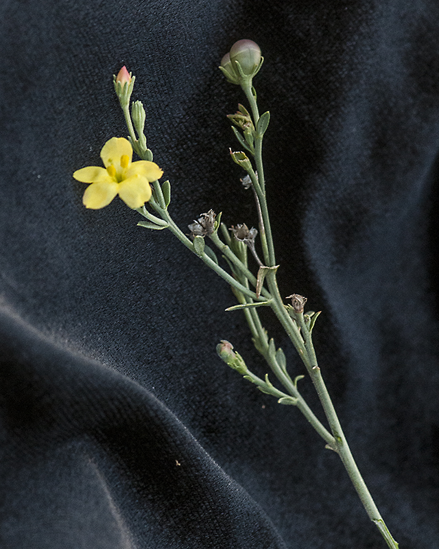 Rough Menodora Plant