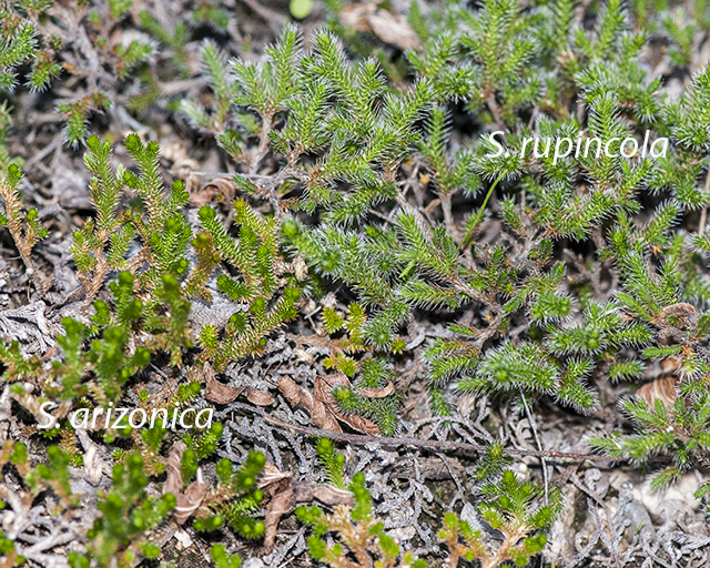 Both Spikemoss Plants