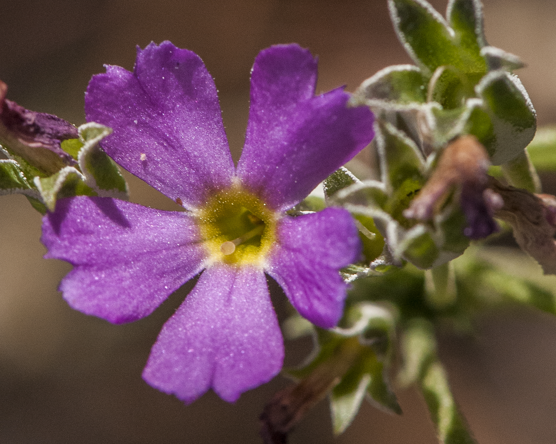 Rusby's Primrose Flower