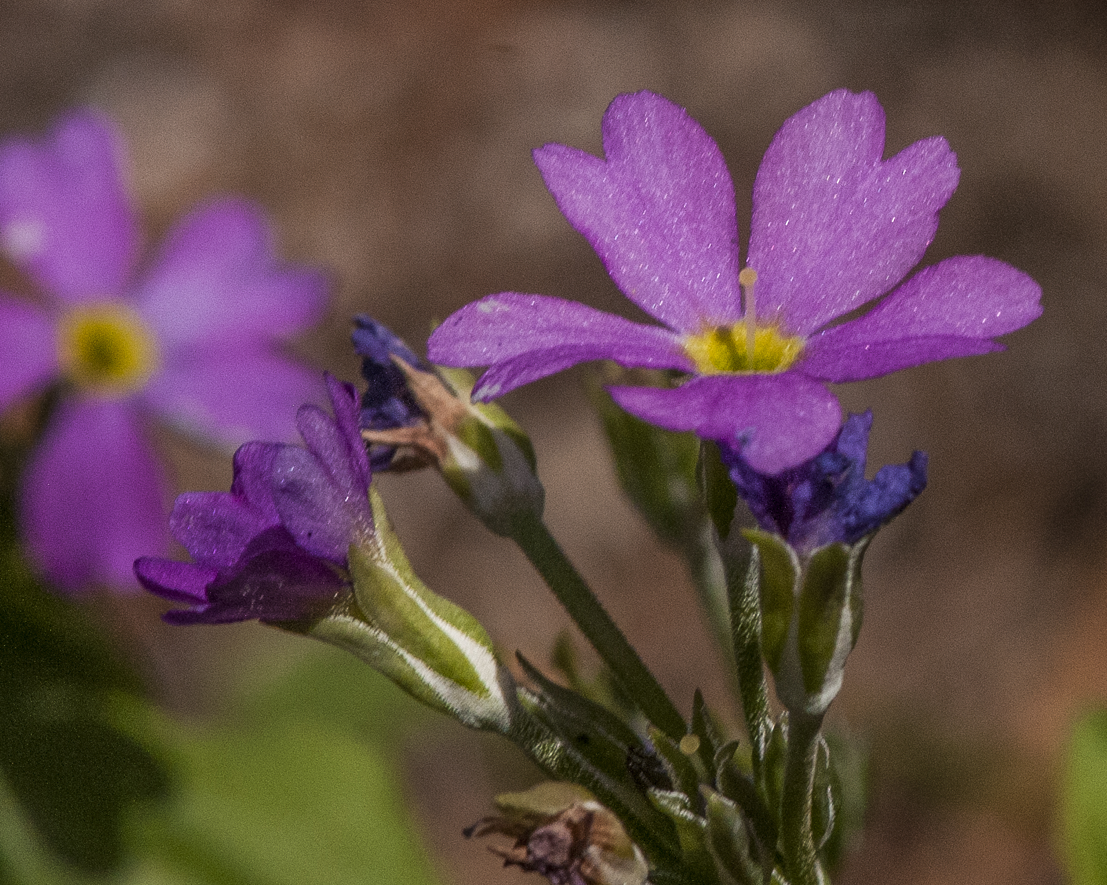 Rusby's Primrose Flower