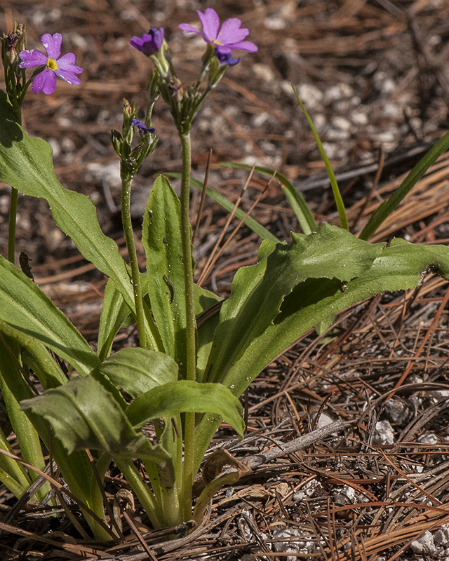 Rusby's Primrose Leaves