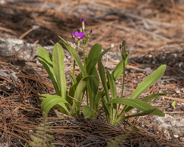 Rusby's Primrose Plant
