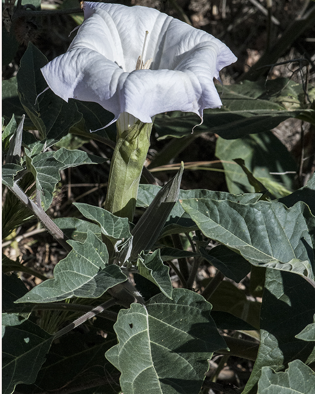 Sacred Datura Leaves