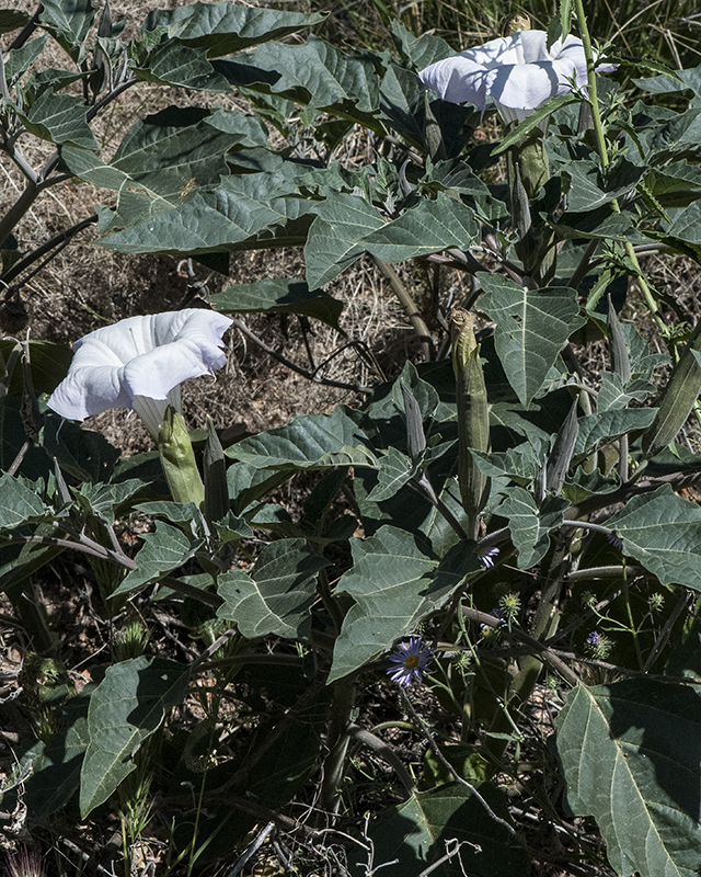 Sacred Datura Plant