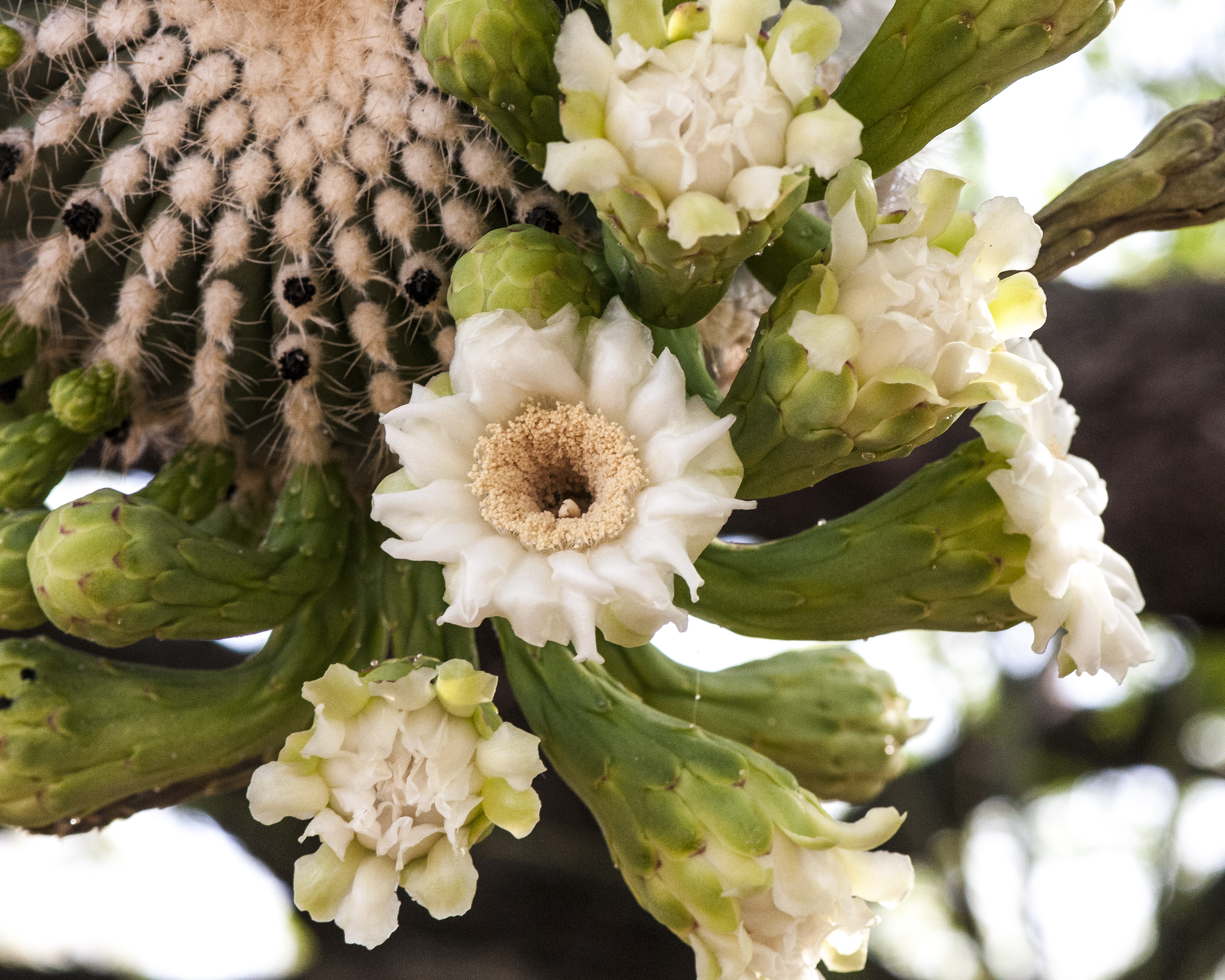 Saguaro Flower