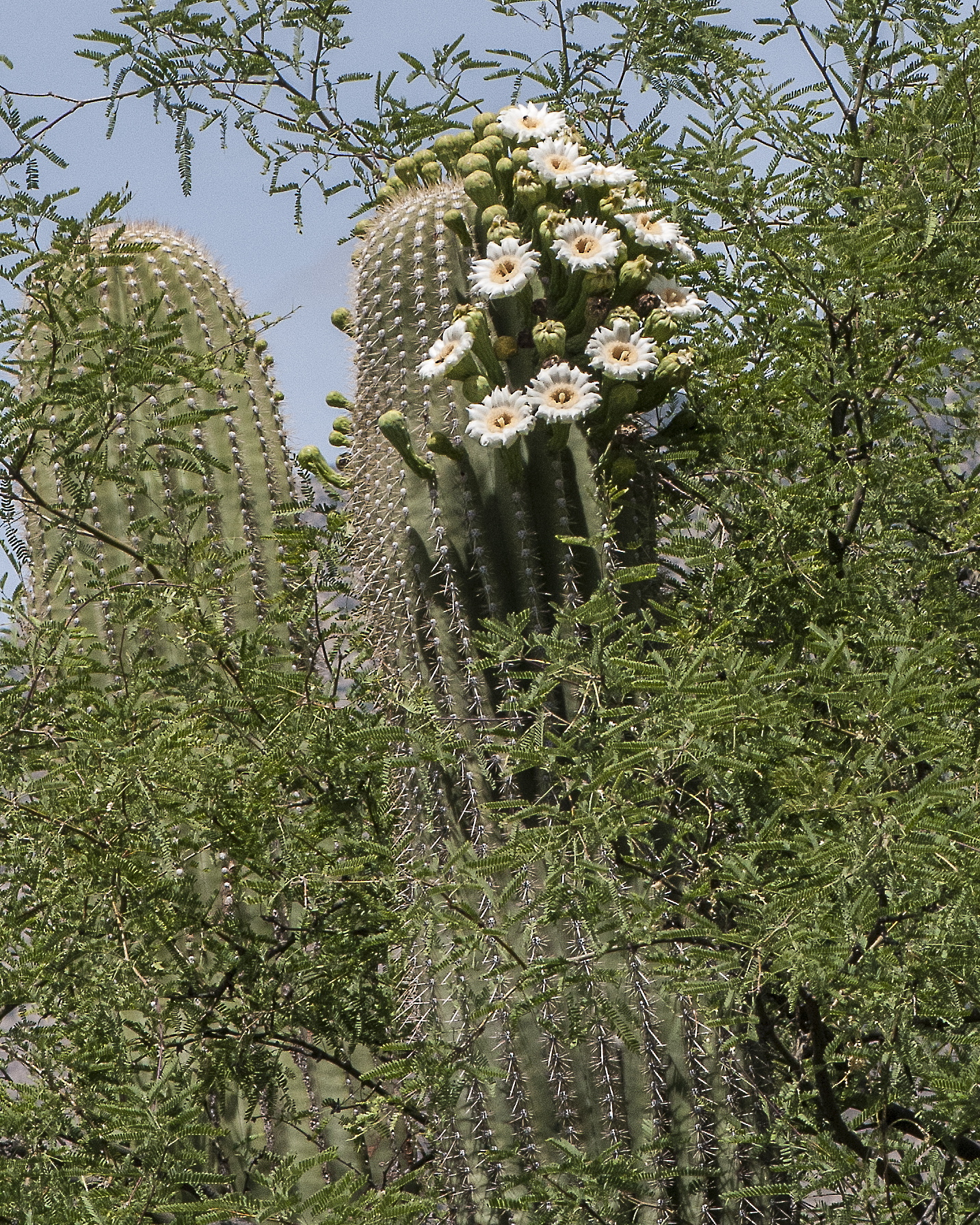 Saguaro Flower