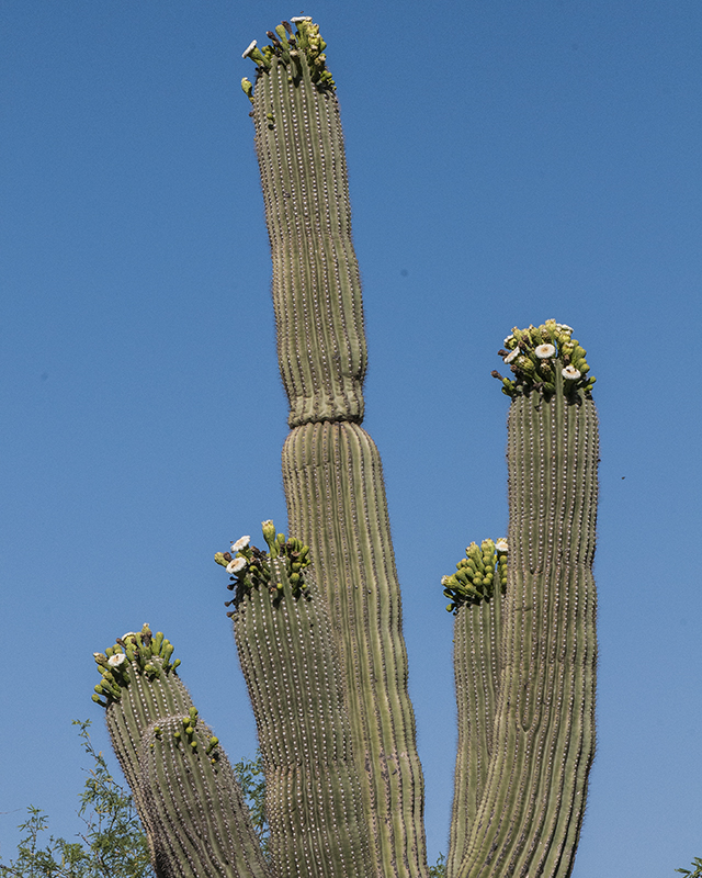 Saguaro Arms