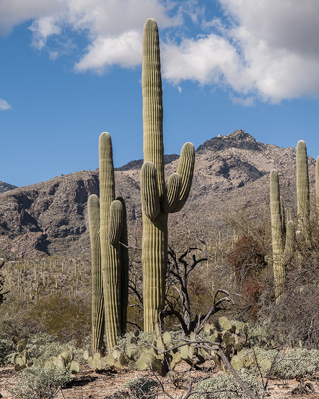 Saguaro Plant