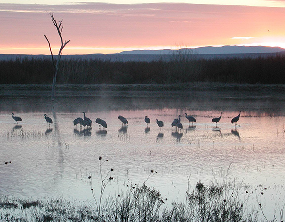Sandhill Cranes