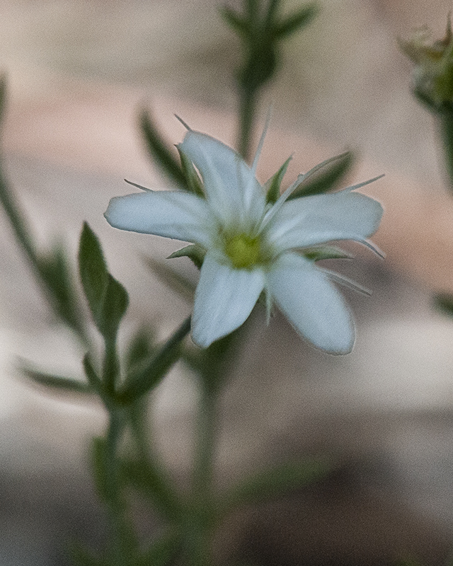 Sandwort Flower