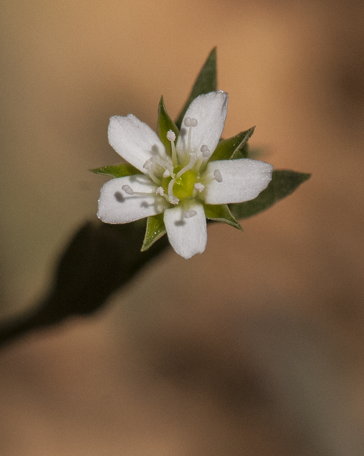 Sandwort Flower