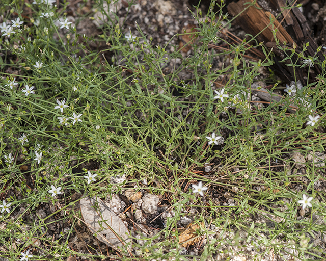 Sandwort Plant