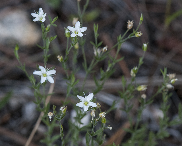 Sandwort Stem