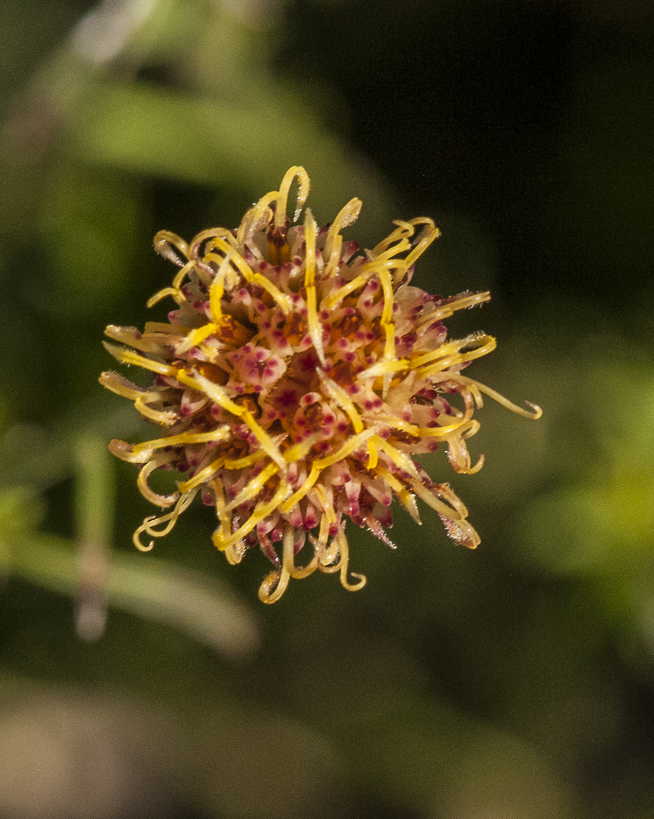 San Felipe Dogweed Flower