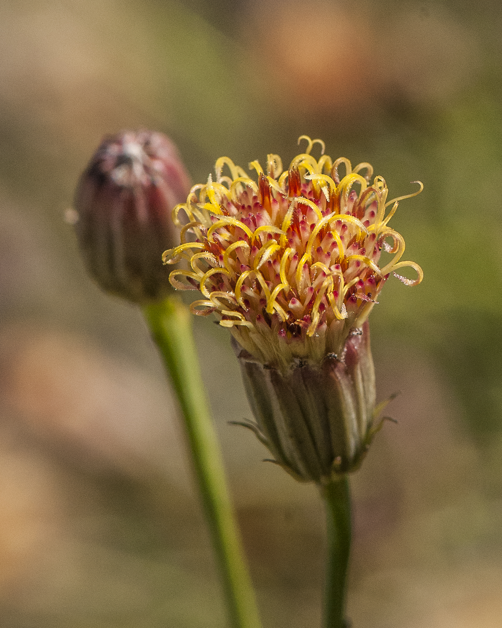 San Felipe Dogweed Flower