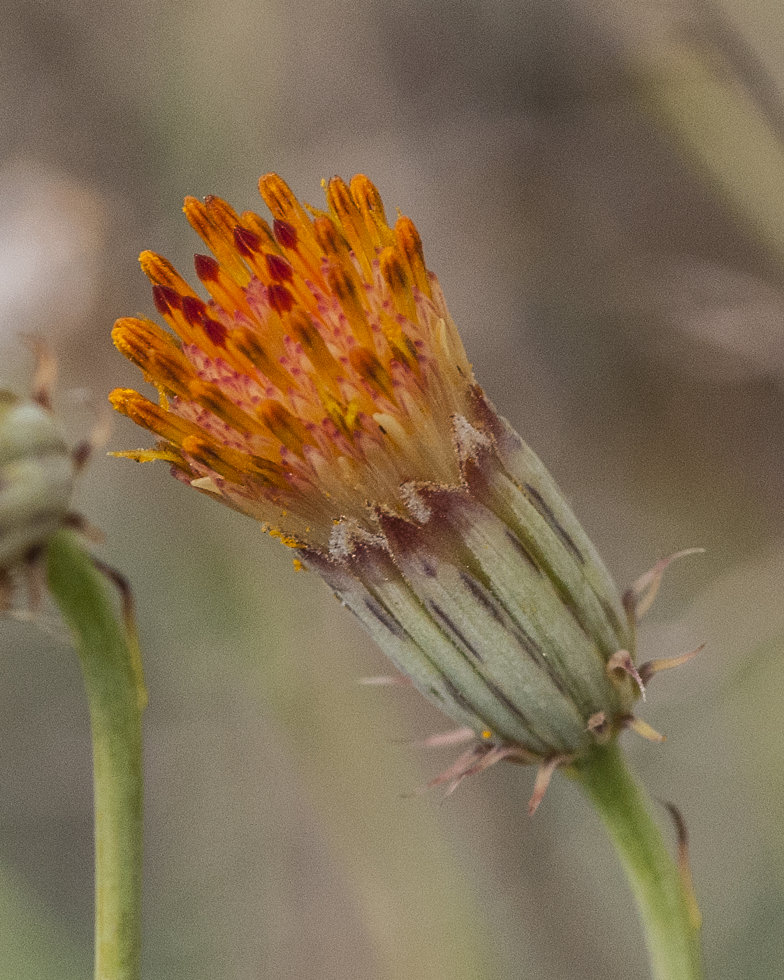 San Felipe Dogweed Flower