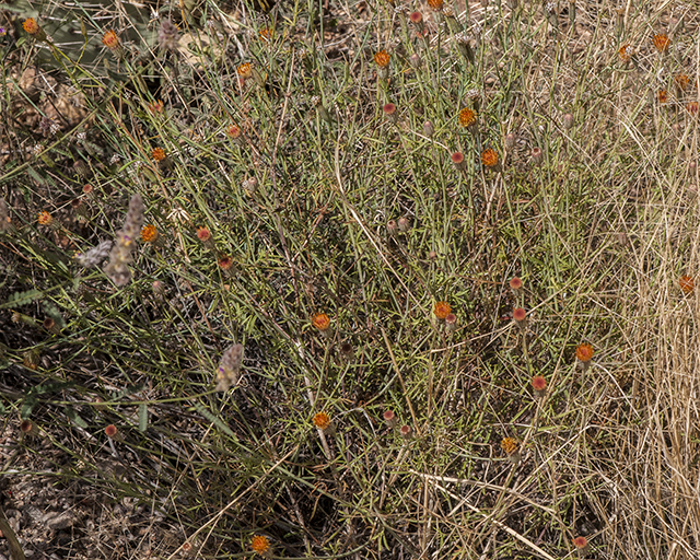 San Felipe Dogweed Plant