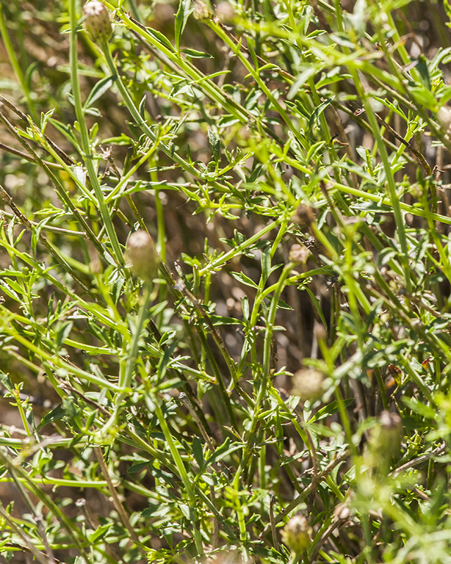 San Felipe Dogweed Stem