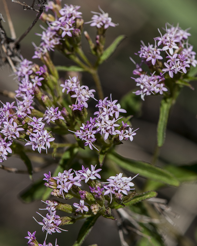 Sawtooth Candyleaf Flower