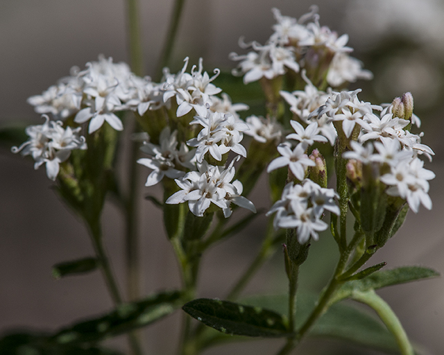 Sawtooth Candyleaf Flower