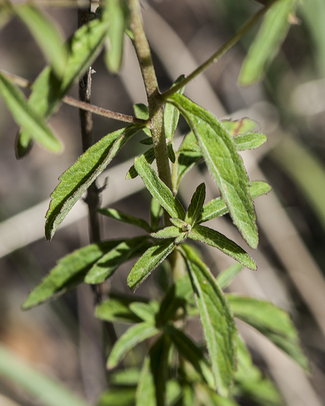 Sawtooth Candyleaf Leaves