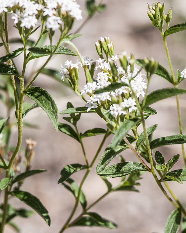 Sawtooth Candyleaf Stem