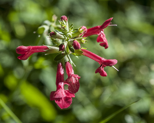 Scarlet Betony Flower