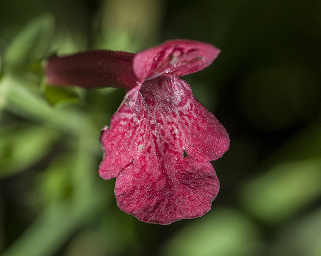 Scarlet Betony Flower